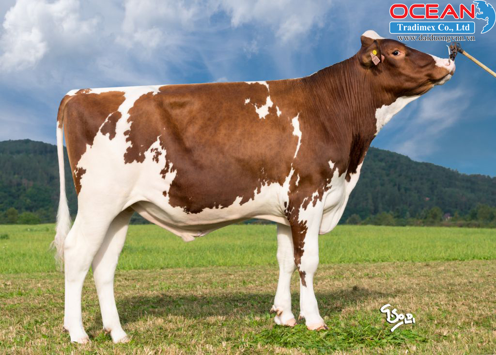 Ostretin Vapol Red P